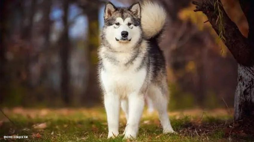 В Подмосковье аляскинский маламут случайно загрыз младенца во время игры. Фото: соцсети