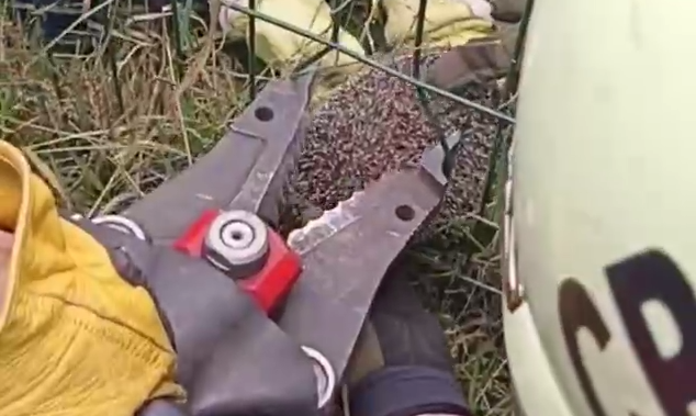 В Москве спасатели помогли ежику, который застрял между прутьями в ограде. Фото: t.me/shot_shot