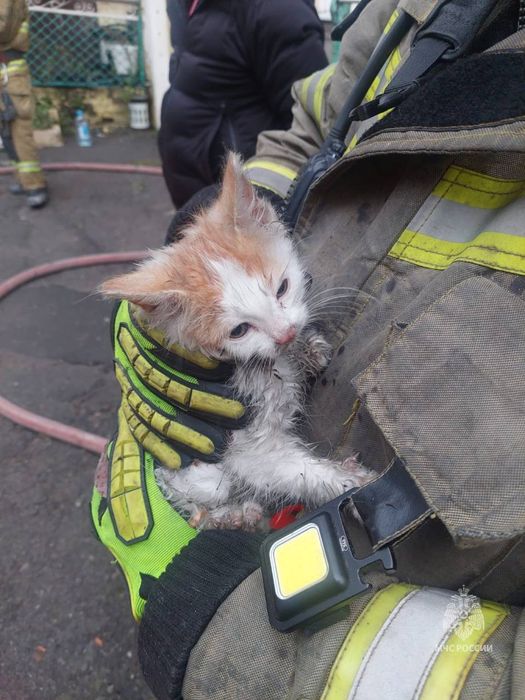В Ростове-на-Дону пожарные вытащили из горящей квартиры 5 крошек-котят. Фото: t.me/don_mash