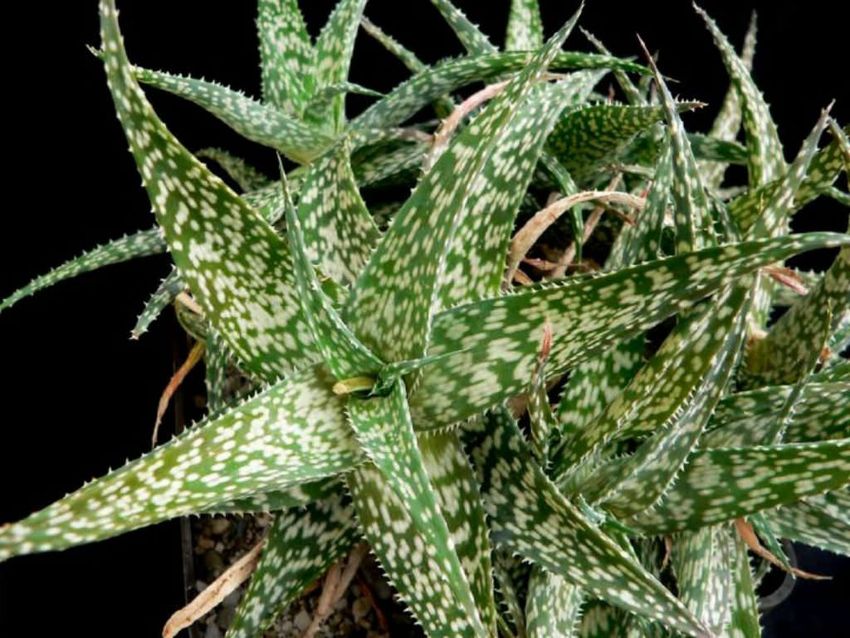 Такая вот снежинка. Фото: worldofsucculents.com