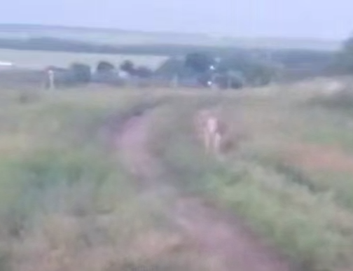 В Ростовской области рыбаки встретили на дороге сбежавшего из зоопарка кенгуру. Фото: t.me/don_mash
