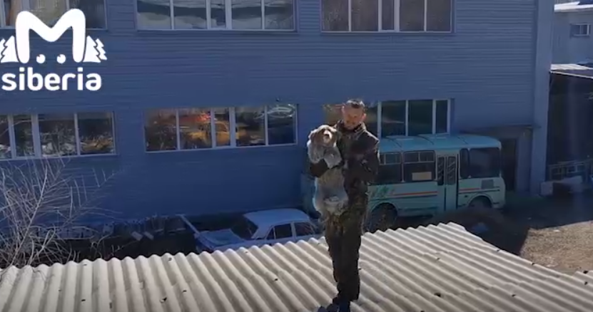 Пушистая несколько дней провела на крыше. Фото: @mash_siberia