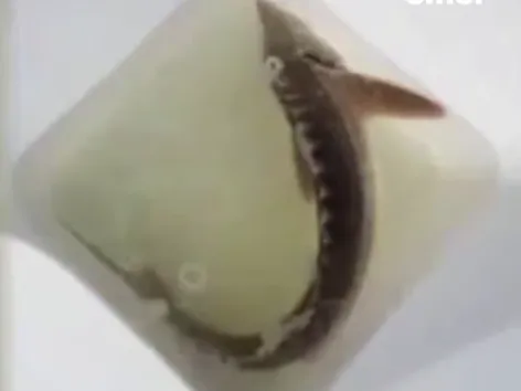 В Хабаровском крае мужчине, который поселил у себя осетра, светит 4 года колонии. Фото: t.me/amur_mash