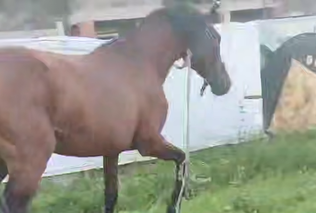 В Питере конь на самовыгуле напал на старушку, сломал ей ребра и разбил голову. Фото: t.me/mashmoyka