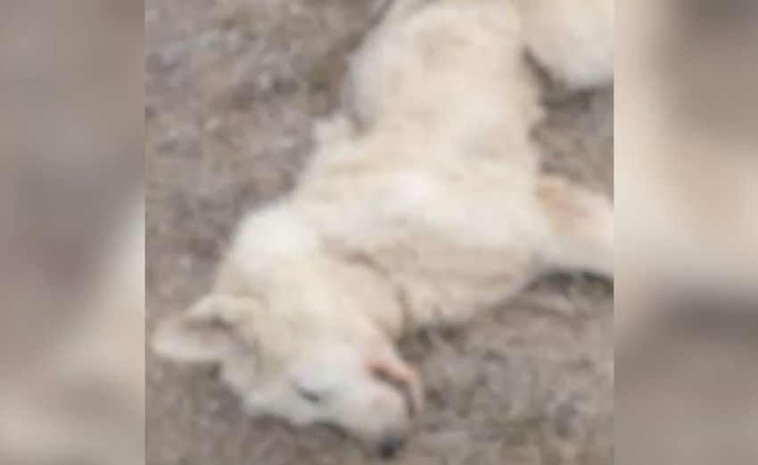 30 собак умерли в питомнике под Екатеринбургом, потому что хозяева скормили им мясо больной лошади. Фото: t.me/url_mash