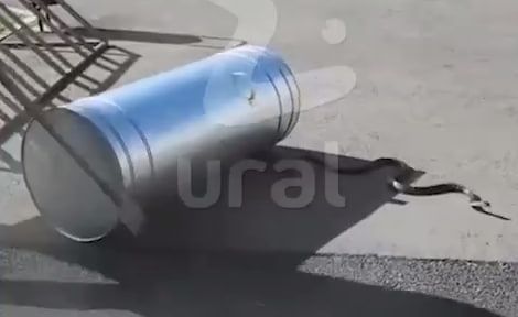 В Екатеринбурге 2-метровая змея уползла от хозяина и забралась в кофейню. Фото: t.me/url_mash