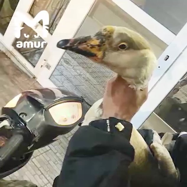 Украденный пернатый. Фото: @amur_mash