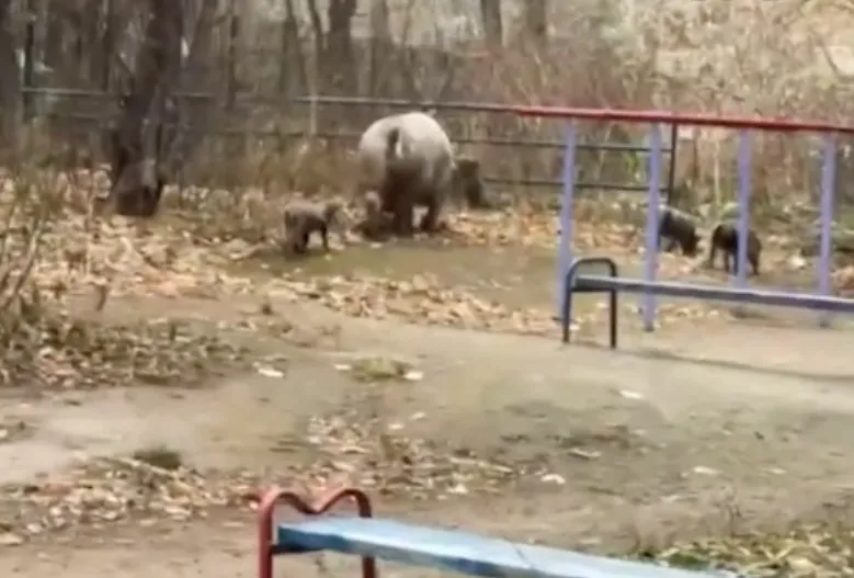 В Екатеринбурге семья диких свиней бродит по местному кладбищу и городским окрестностям. Фото: @url_mash