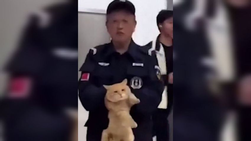 В Таиланде полицейские арестовали кота-воришку, который утащил чужую рыбу. Фото: t.me/shot_shot