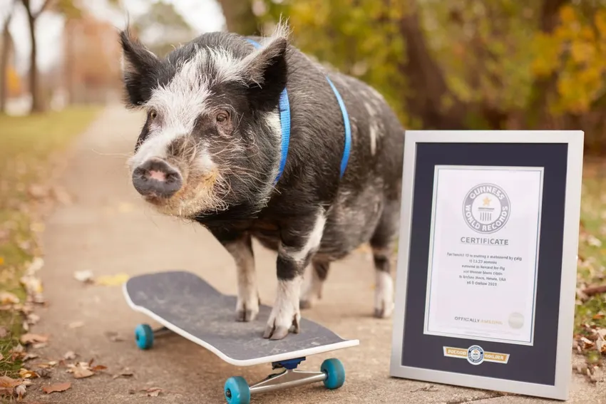 Американский свин научился кататься на скейте и попал в Книгу рекордов Гиннеса. Фото: соцсети