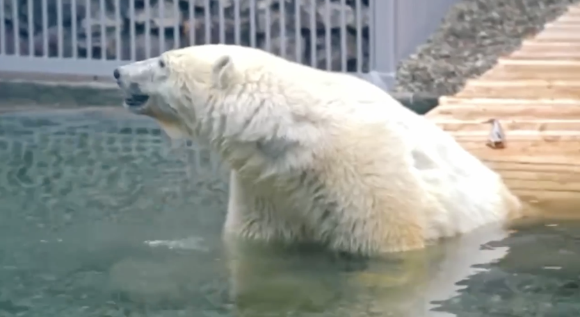 Фото: @Moscowzoo_official