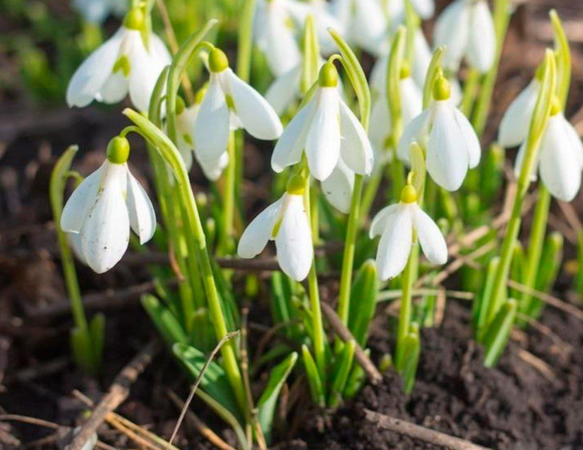 Россиянам светит 9 лет тюрьмы и штраф в 1 млн за сбор подснежников и крокусов. Фото: t.me/shot_proverka