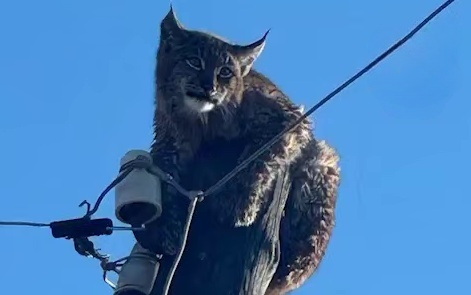 В Забайкалье рысь залезла на опору ЛЭП и застряла. Ее спасли храбрые очевидцы. Фото: t.me/babr_mash