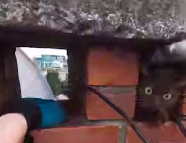 В Калининграде из вентиляции вытащили застрявшего там на несколько дней кота. Фото: t.me/amber_mash