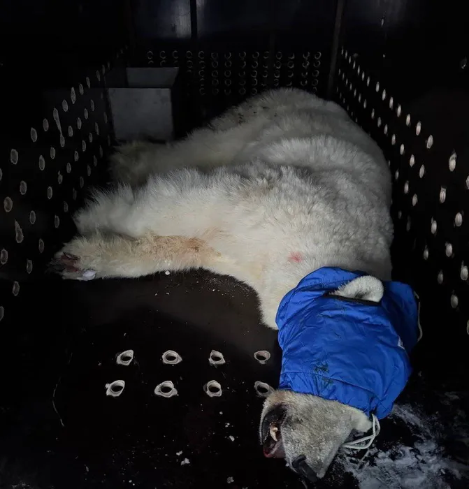 Под Красноярском истощенный белый медведь напал на семью и уехал в зоопарк. Фото: соцсети