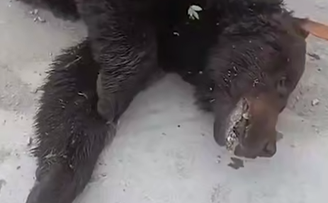 В Южно-Сахалинске застрелили медведя-гиганта, который терроризировал всю округу. Фото: t.me/amur_mash