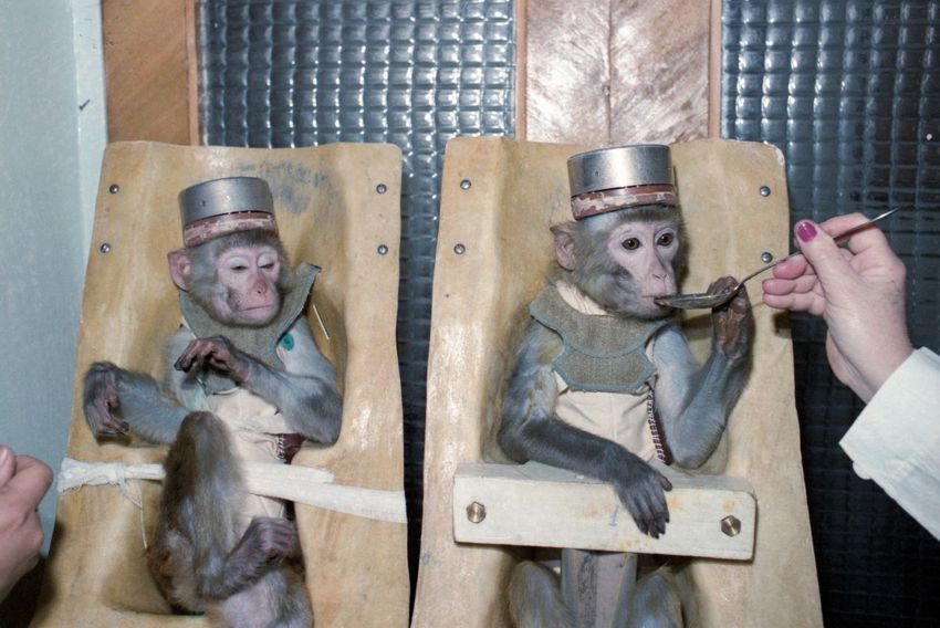 Люди долго готовили обезьянок-ниндзя к полету. Фото: ТАСС