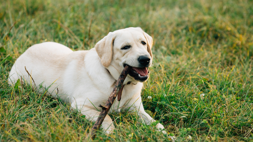 Лабрадор. Фото: freepik.com