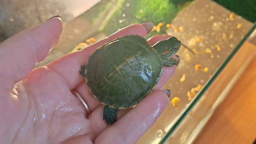 Россиянка купила сыну черепашку, из-за которой он попал в больницу с отравлением. Фото: t.me/+kKLENZd7_Mk5NmRi