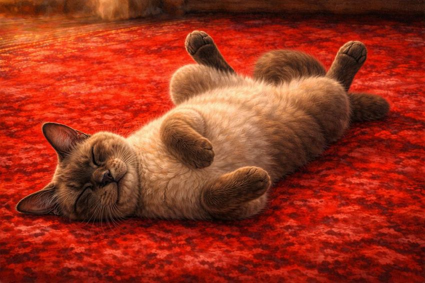 Бурманская (бурма). Коллаж: Гавришева Анна, фото сгенерировано нейросетью GPT Image