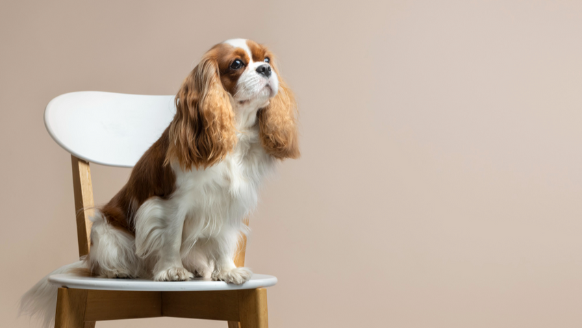 Кавалер-кинг-чарльз-спаниель. Фото: freepik.com