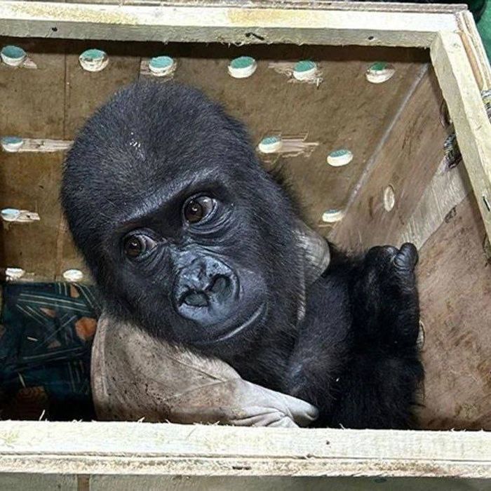 В Стамбуле контрабандистов поймали в аэропорту с детенышем гориллы в ящике. Фото: dailysabah.com