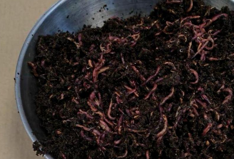 В Дубай отправили почти 400 килограммов живых червей с Урала для удобрения. Фото: t.me/url_mash