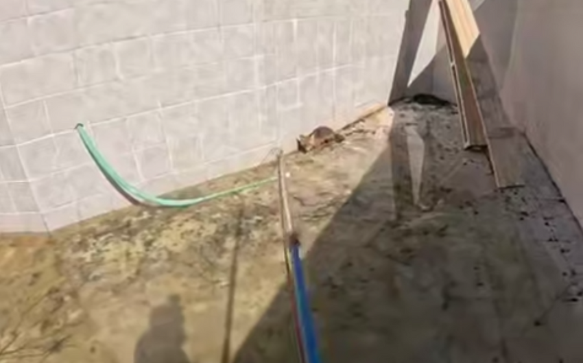 В Питере спецы по диким зверям устроили "охоту" на лису, попавшую в ловушку. Фото: t.me/mashmoyka