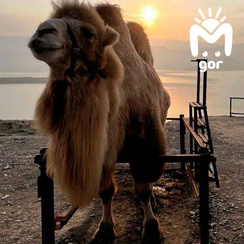 В Дагестане запретили содержать в неволе верблюдов для уличных развлечений. Фото: t.me/mash_gor