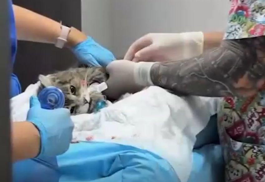 В Новосибирске появился кот Шредингера, он воскрес через 8 минут после смерти. Фото: t.me/mash_siberia