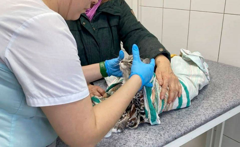 Под Иркутском пенсионерка постирала кота в машинке, его чудом спасли ветеринары. Фото: t.me/shot_shot