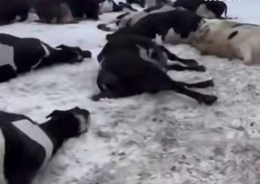 В Сибири ветеринары вырезают скот у сельчан — люди теряют последний заработок. Фото: @breakingmash