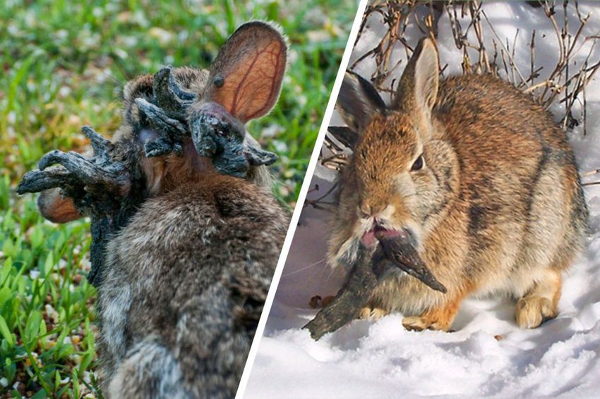 В США из-за жуткого вируса у кроликов на голове стали вырастать черные щупальца. Фото: dailymail.co.uk