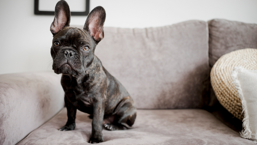 Французский бульдог. Фото: freepik.com