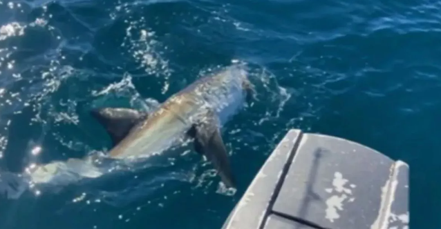 Акула схватила подростка, когда он захотел с ней сфотографироваться. Фото: mirror.co.uk