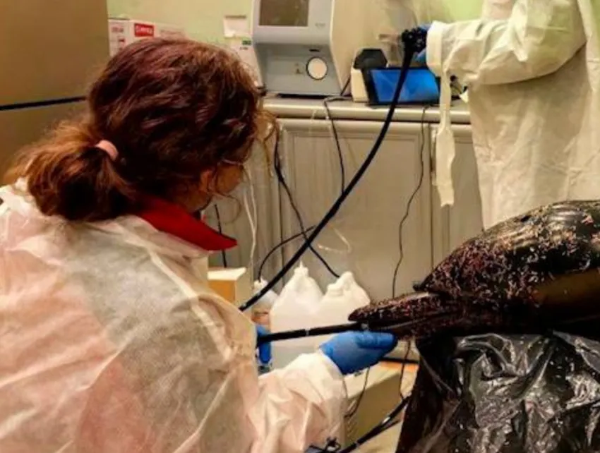 Фото: t.me/kub_mash