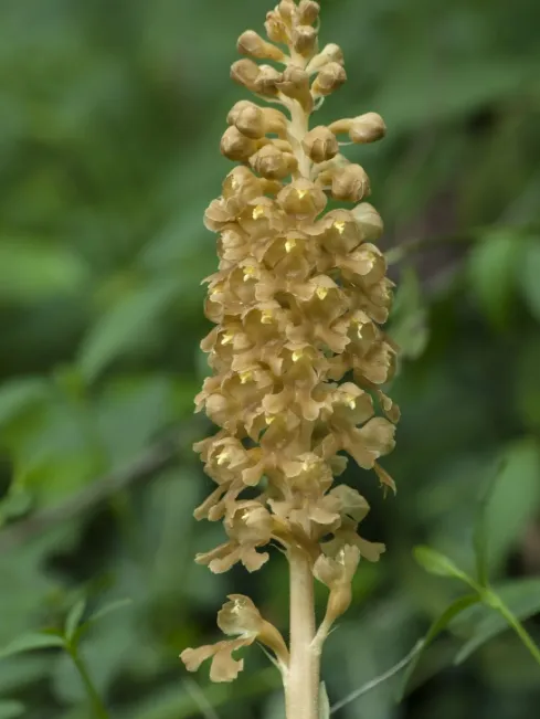 Фото: gardeningknowhow.com