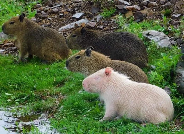 Бывают даже капибары-альбиносы! Фото: capybarafacts.com