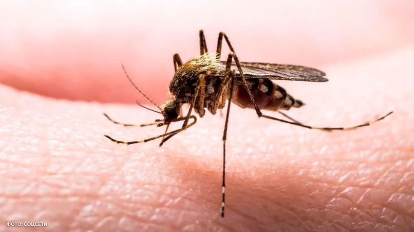 Семья туристов из России заразилась смертельно опасной малярией, отдыхая в ЮАР. Фото: t.me/shot_shot