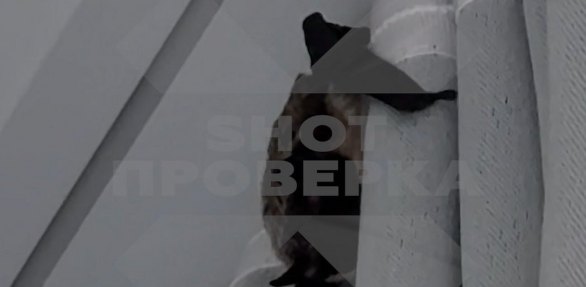 Россиянка покрылась аллергическими пятнами из-за залетевшей в дом летучей мыши. Фото: t.me/+kKLENZd7_Mk5NmRi