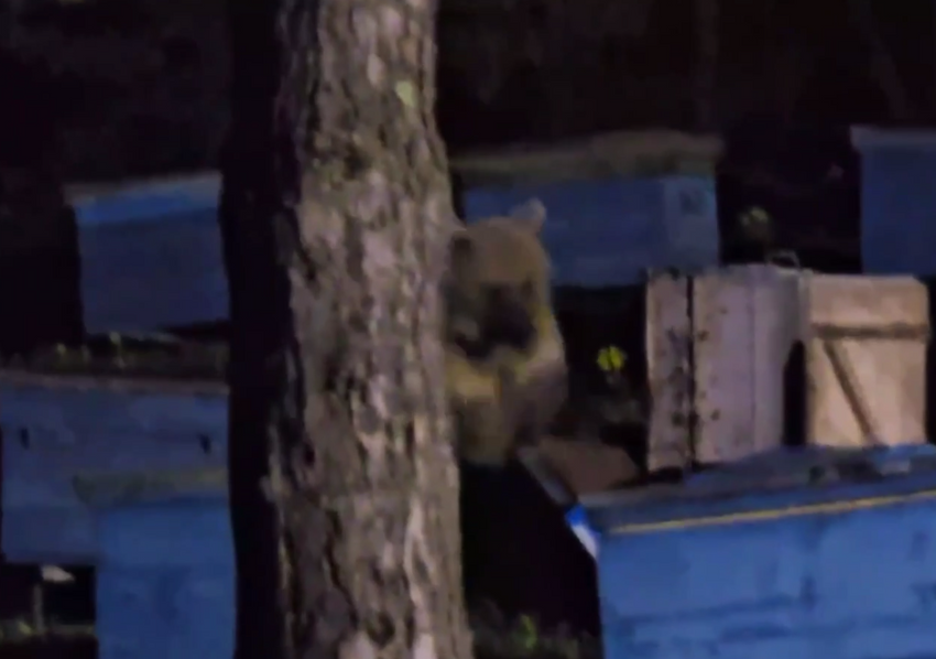 В Ингушетии голодный медведь разграбил и разгромил пасеку в поселке. Фото: t.me/shot_shot
