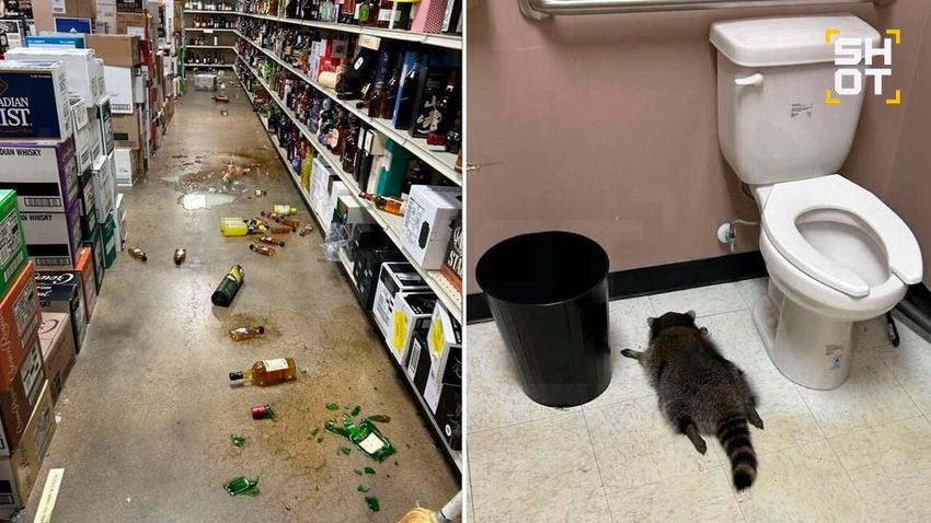 В США енот устроил погром в алкомаркете, напился и уснул на полу в туалете. Фото: t.me/shot_shot