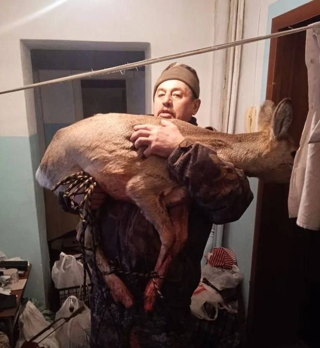 Под Красноярском косуля влетело в окно на 1 этаже и разнесло в квартиру. Фото: t.me/kras_mash