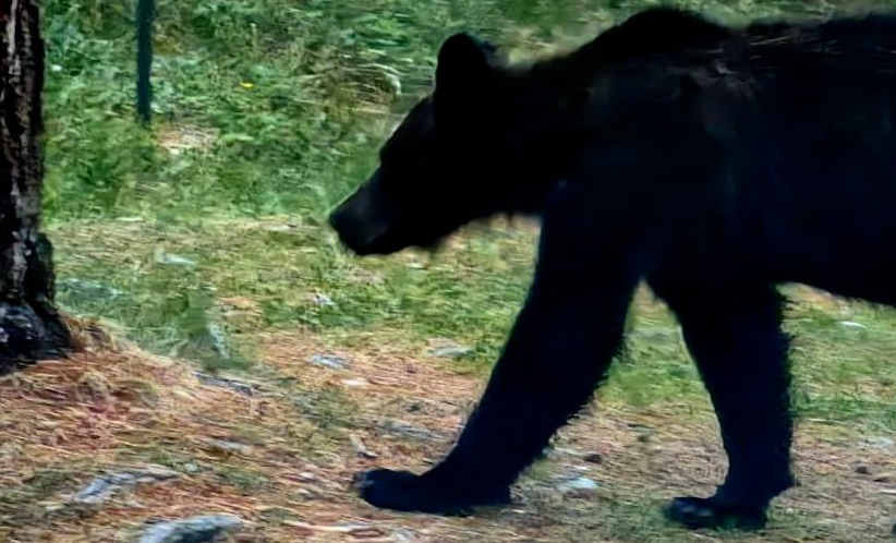 Под Иркутском медведь перепугал пару туристов и съел все их запасы. Фото: t.me/babr_mash