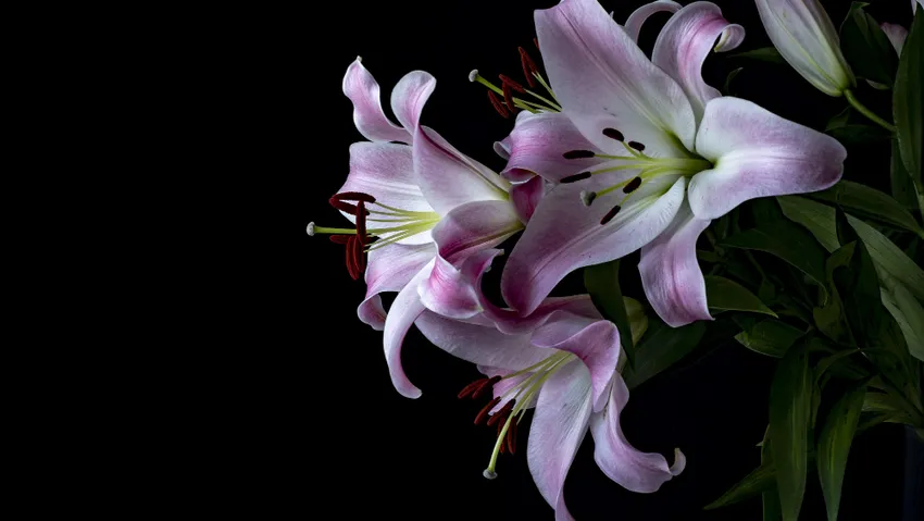 Лилии могут стоять в вазе около недели. Фото: freepik.com