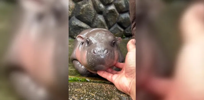 Карликовый бегемотик Му Дэн любит много спать и плескаться в воде. Фото: wral.com