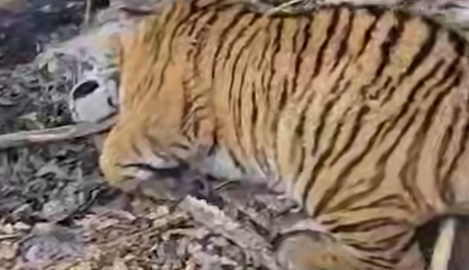 В Приморье поймали тигра-гиганта, который в клочья разорвал коня в поселке. Фото: t.me/amur_mash