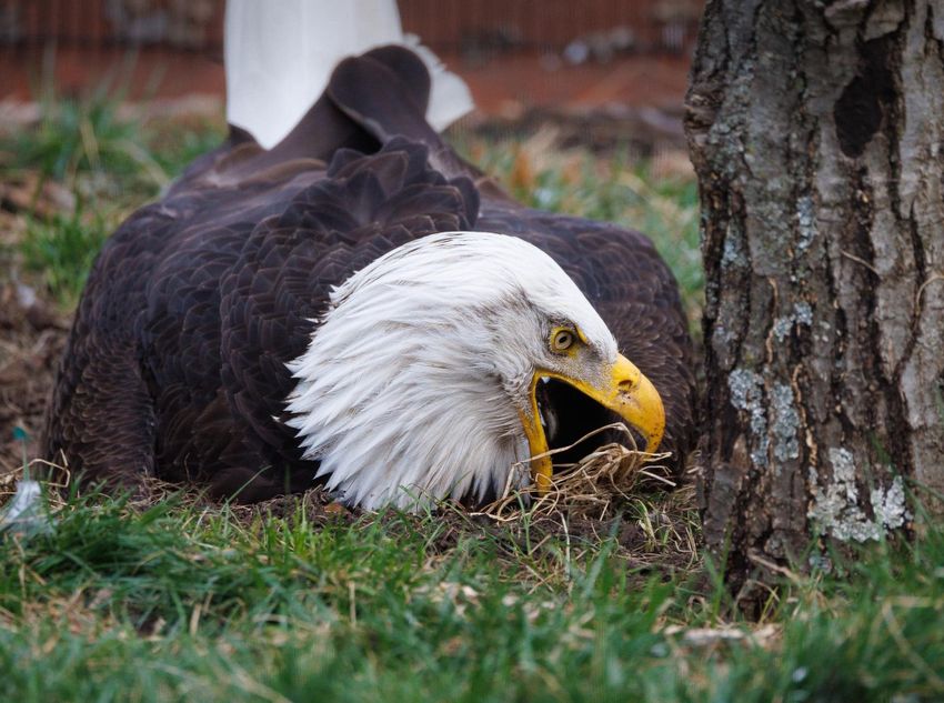 Орёл Мёрфи. Фото: World Bird Sanctuary / Facebook (запрещен в РФ)