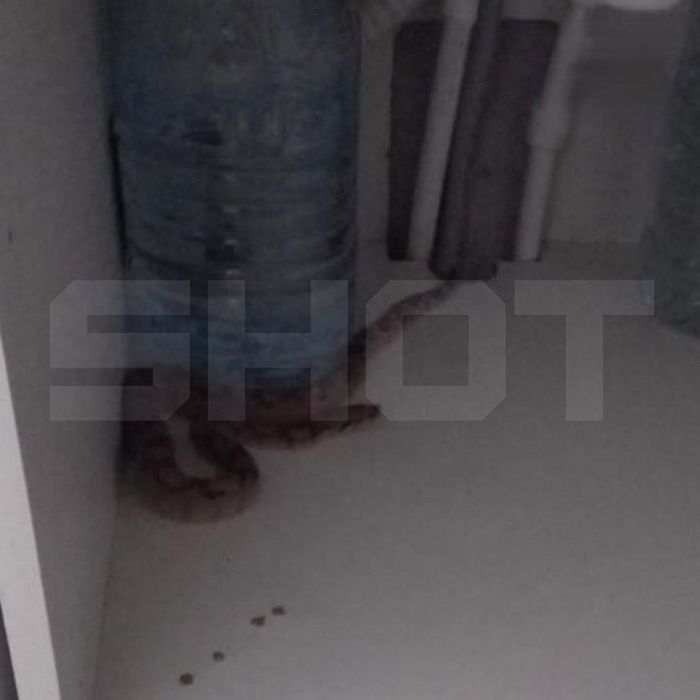 Змея под столешницей в гостинице «Восток». Фото: @shot_shot