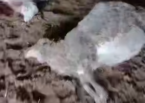 В Приморье тигр пробрался в хлев, разорвал 40 баранов и сбежал. Фото: t.me/amur_mash